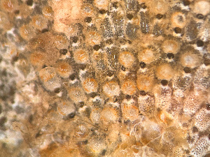  ( - HMSC174-01650)  @11 [ ] by-nc-sa  Unspecified Huntsman Marine Science Centre