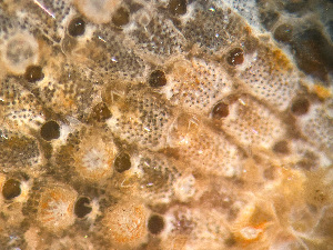  ( - HMSC174-01650)  @11 [ ] by-nc-sa  Unspecified Huntsman Marine Science Centre