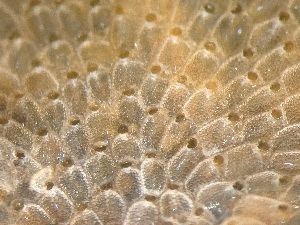  ( - HMSC174-01650)  @11 [ ] by-nc-sa  Unspecified Huntsman Marine Science Centre