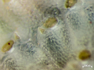  ( - HMSC174-01650)  @11 [ ] by-nc-sa  Unspecified Huntsman Marine Science Centre