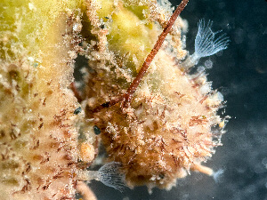  (Flustrellidridae - HMSC174-01654)  @11 [ ] by-nc-sa  Unspecified Huntsman Marine Science Centre