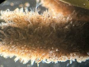  ( - HMSC174-01655)  @11 [ ] by-nc-sa  Unspecified Huntsman Marine Science Centre