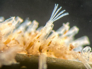  ( - HMSC174-01655)  @11 [ ] by-nc-sa  Unspecified Huntsman Marine Science Centre