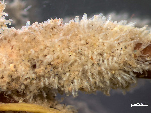  ( - HMSC174-01655)  @11 [ ] by-nc-sa  Unspecified Huntsman Marine Science Centre