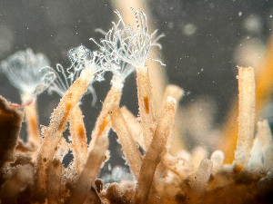  ( - HMSC174-01665)  @11 [ ] by-nc-sa  Unspecified Huntsman Marine Science Centre