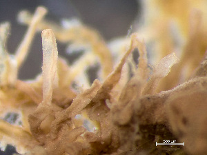  ( - HMSC174-01665)  @11 [ ] by-nc-sa  Unspecified Huntsman Marine Science Centre