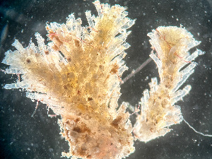  ( - HMSC174-01666)  @11 [ ] by-nc-sa  Unspecified Huntsman Marine Science Centre