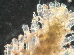  ( - HMSC174-01666)  @11 [ ] by-nc-sa  Unspecified Huntsman Marine Science Centre