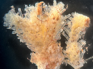  ( - HMSC174-01666)  @11 [ ] by-nc-sa  Unspecified Huntsman Marine Science Centre