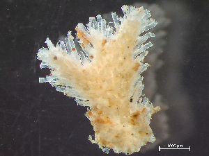  ( - HMSC174-01666)  @11 [ ] by-nc-sa  Unspecified Huntsman Marine Science Centre