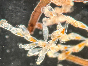  ( - HMSC174-01669)  @11 [ ] by-nc-sa  Unspecified Huntsman Marine Science Centre