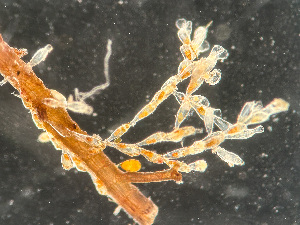  ( - HMSC174-01669)  @11 [ ] by-nc-sa  Unspecified Huntsman Marine Science Centre