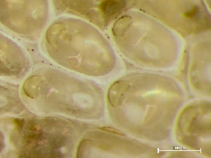  ( - HMSC174_02102)  @11 [ ] by-nc-sa  Unspecified Huntsman Marine Science Centre