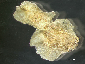  ( - HMSC174_02102)  @11 [ ] by-nc-sa  Unspecified Huntsman Marine Science Centre