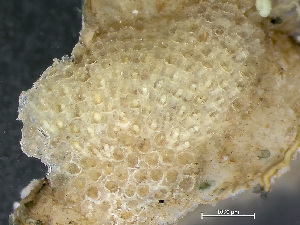  ( - HMSC174_02312)  @11 [ ] by-nc-sa  Unspecified Huntsman Marine Science Centre