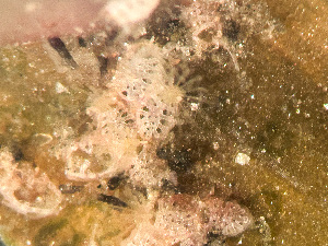  ( - HMSC174_03006)  @11 [ ] by-nc-sa  Unspecified Huntsman Marine Science Centre