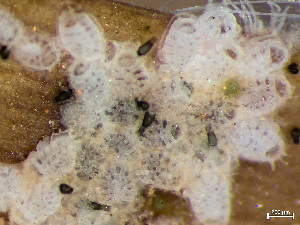  ( - HMSC174_03006)  @11 [ ] by-nc-sa  Unspecified Huntsman Marine Science Centre