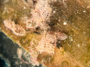  ( - HMSC174_03007)  @11 [ ] by-nc-sa  Unspecified Huntsman Marine Science Centre