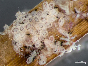 ( - HMSC174_03007)  @11 [ ] by-nc-sa  Unspecified Huntsman Marine Science Centre