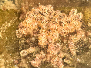  ( - HMSC174_03008)  @11 [ ] by-nc-sa  Unspecified Huntsman Marine Science Centre