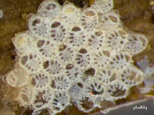  ( - HMSC174_03008)  @11 [ ] by-nc-sa  Unspecified Huntsman Marine Science Centre