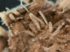  ( - HMSC174-03617)  @11 [ ] by-nc-sa  Unspecified Huntsman Marine Science Centre
