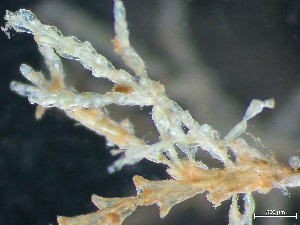  ( - HMSC174-03618)  @11 [ ] by-nc-sa  Unspecified Huntsman Marine Science Centre