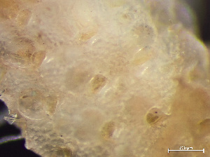  (Microporellidae - HMSC174-03679)  @11 [ ] by-nc-sa  Unspecified Huntsman Marine Science Centre