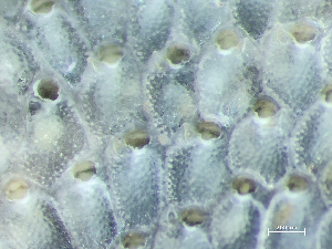  ( - HMSC174-03681)  @11 [ ] by-nc-sa  Unspecified Huntsman Marine Science Centre