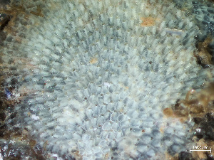  ( - HMSC174-03681)  @11 [ ] by-nc-sa  Unspecified Huntsman Marine Science Centre