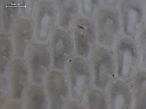  ( - 25HMSC229_07C)  @11 [ ] CreativeCommons - Attribution Share-Alike (2025) Unspecified Huntsman Marine Science Centre