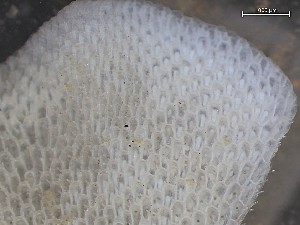  ( - 25HMSC229_07C)  @11 [ ] CreativeCommons - Attribution Share-Alike (2025) Unspecified Huntsman Marine Science Centre