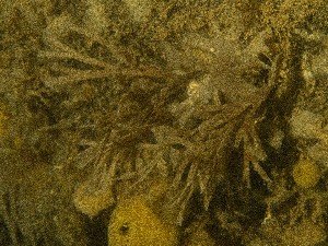  ( - 25INNU_23)  @11 [ ] CreativeCommons - Attribution Share-Alike (2025) Unspecified Huntsman Marine Science Centre