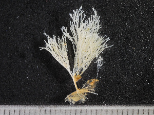  (Crisularia turrita - HMSC174-00336)  @11 [ ] CreativeCommons - Attribution Non-Commercial Share-Alike (2023) Unspecified Huntsman Marine Science Centre