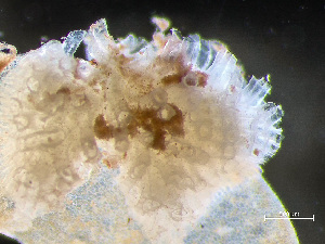  (Tubulipora liliacea - HMSC174-00434)  @11 [ ] by-nc-sa  Unspecified Huntsman Marine Science Centre