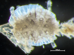  (Lichenoporidae - HMSC174-00512)  @11 [ ] by-nc-sa  Unspecified Huntsman Marine Science Centre