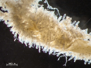  (Amathia gracilis - HMSC174-00539)  @11 [ ] by-nc-sa  Unspecified Huntsman Marine Science Centre