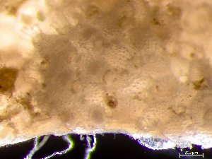  (Microporella ciliata - HMSC174-00682)  @11 [ ] by-nc-sa  Unspecified Huntsman Marine Science Centre