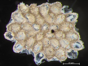 (Juxtacribrilina mutabilis - HMSC174-00684)  @11 [ ] by-nc-sa  Unspecified Huntsman Marine Science Centre