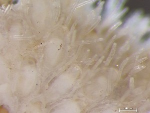  ( - HMSC174_01036)  @11 [ ] CreativeCommons - Attribution Share-Alike (2025) Unspecified Huntsman Marine Science Centre