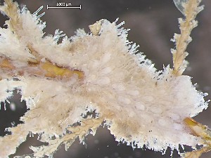  ( - HMSC174_01036)  @11 [ ] CreativeCommons - Attribution Share-Alike (2025) Unspecified Huntsman Marine Science Centre