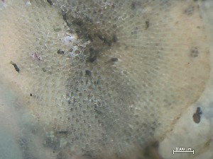  ( - HMSC174_01085)  @11 [ ] CreativeCommons - Attribution Share-Alike (2025) Unspecified Huntsman Marine Science Centre