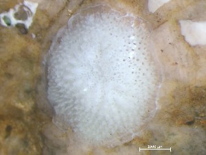  ( - HMSC174_01086)  @11 [ ] CreativeCommons - Attribution Share-Alike (2025) Unspecified Huntsman Marine Science Centre