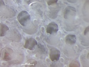  ( - HMSC174_01087)  @11 [ ] CreativeCommons - Attribution Share-Alike (2025) Unspecified Huntsman Marine Science Centre