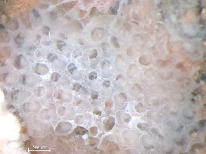  ( - HMSC174_01087)  @11 [ ] CreativeCommons - Attribution Share-Alike (2025) Unspecified Huntsman Marine Science Centre