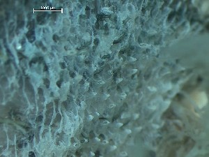  ( - HMSC174_01090)  @11 [ ] CreativeCommons - Attribution Share-Alike (2025) Unspecified Huntsman Marine Science Centre