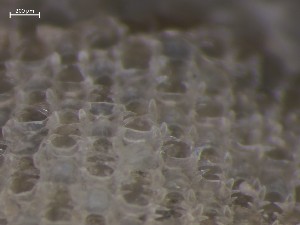  ( - HMSC174_01339)  @11 [ ] CreativeCommons - Attribution Share-Alike (2025) Unspecified Huntsman Marine Science Centre