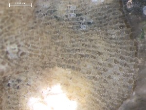  ( - HMSC174_01339)  @11 [ ] CreativeCommons - Attribution Share-Alike (2025) Unspecified Huntsman Marine Science Centre