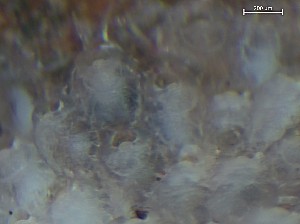  (Porella belli - HMSC174_01344)  @11 [ ] CreativeCommons - Attribution Share-Alike (2025) Unspecified Huntsman Marine Science Centre