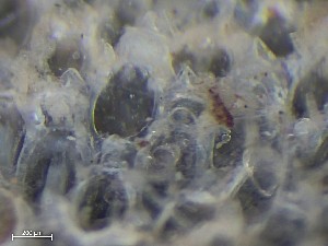  (Tegella cf. armifera - HMSC174_01352)  @11 [ ] CreativeCommons - Attribution Share-Alike (2025) Unspecified Huntsman Marine Science Centre
